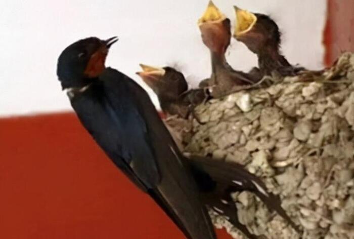 2022年天干地支五行对照表【2022年天干地支什么年份】