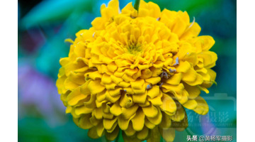 百日菊的图片 简笔画【百日菊的图片唯美】