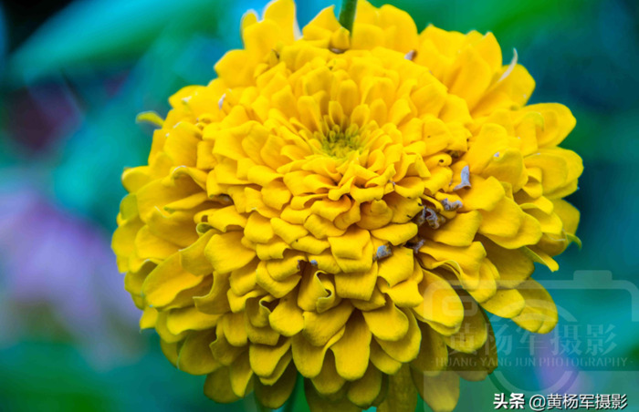 百日菊的图片 简笔画【百日菊的图片唯美】