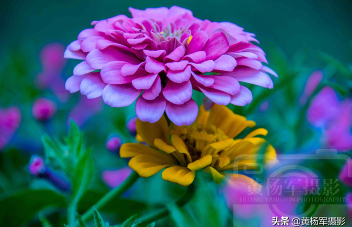 百日菊的图片 简笔画【百日菊的图片唯美】