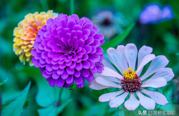 百日菊的图片 简笔画【百日菊的图片唯美】