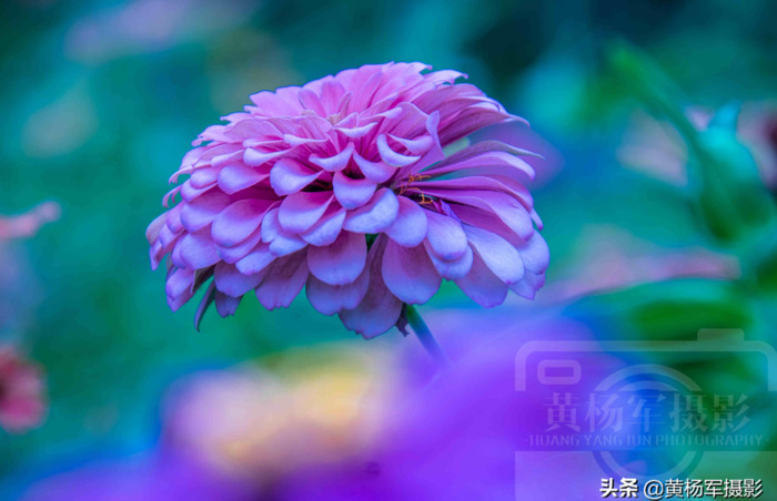 百日菊的图片 简笔画【百日菊的图片唯美】