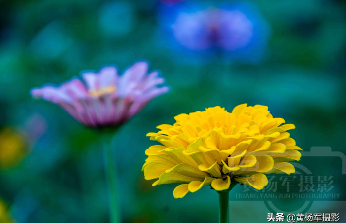 百日菊的图片 简笔画【百日菊的图片唯美】