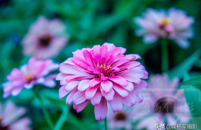 百日菊的图片 简笔画【百日菊的图片唯美】