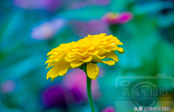 百日菊的图片 简笔画【百日菊的图片唯美】