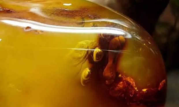 花珀佩戴功效与作用价格【花珀的功效与作用是什么,佩戴花珀的好处有哪些】