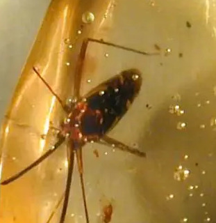 花珀佩戴功效与作用价格【花珀的功效与作用是什么,佩戴花珀的好处有哪些】