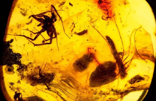 花珀佩戴功效与作用价格【花珀的功效与作用是什么,佩戴花珀的好处有哪些】