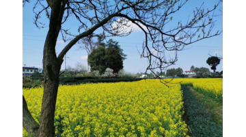 大雁的叫声拟声词声描写【大雁的拟声词】