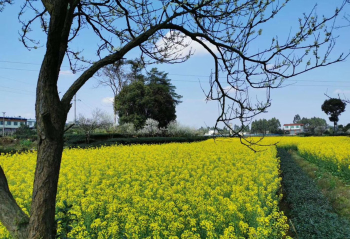 大雁的叫声拟声词声描写【大雁的拟声词】
