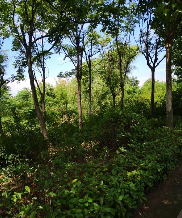 大雁的叫声拟声词声描写【大雁的拟声词】