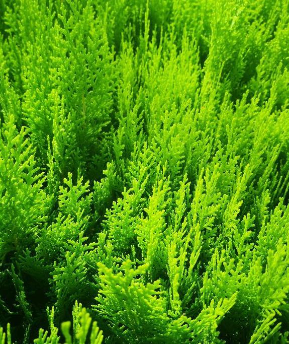 大雁的叫声拟声词声描写【大雁的拟声词】