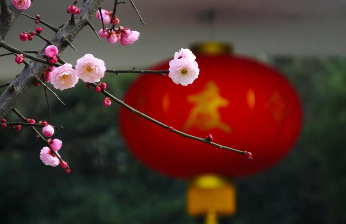 最经典的腊梅花诗【腊梅花诗词鉴赏】