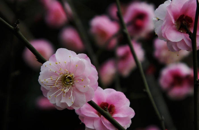 最经典的腊梅花诗【腊梅花诗词鉴赏】