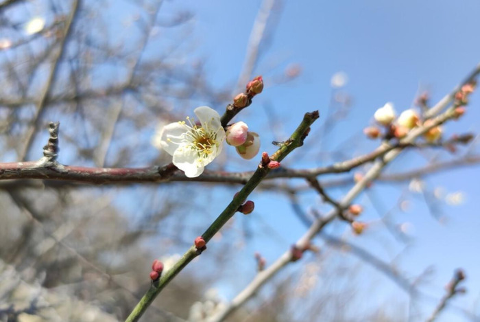 最经典的腊梅花诗【腊梅花诗词鉴赏】