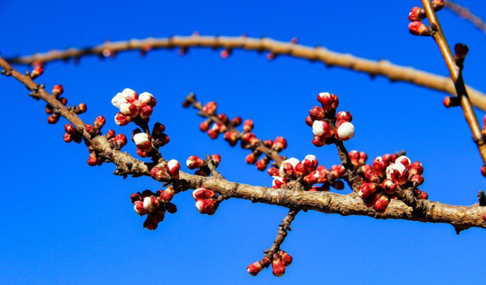 最经典的腊梅花诗【腊梅花诗词鉴赏】