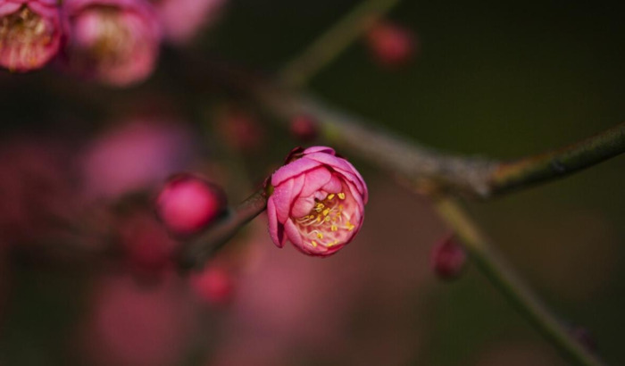 最经典的腊梅花诗【腊梅花诗词鉴赏】