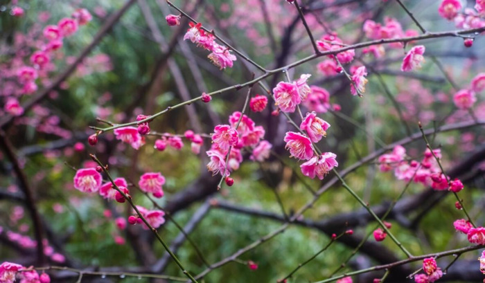 最经典的腊梅花诗【腊梅花诗词鉴赏】