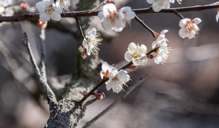 最经典的腊梅花诗【腊梅花诗词鉴赏】