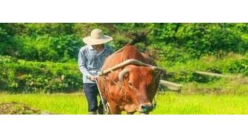 终于懂得作文初中作文【终于懂得作文650】