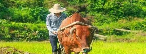 终于懂得作文初中作文【终于懂得作文650】