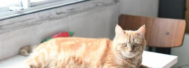 小猫脱肛什么样【小猫脱肛正常吗】