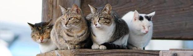 小猫脱肛什么样【小猫脱肛正常吗】