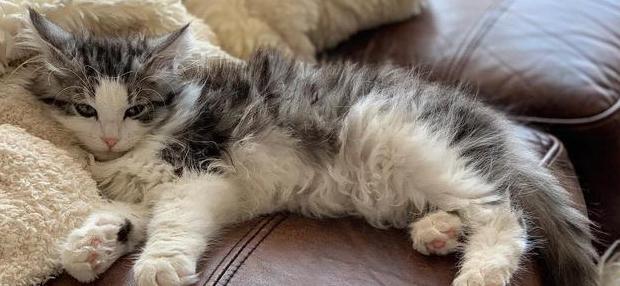 小猫脱肛什么样【小猫脱肛正常吗】