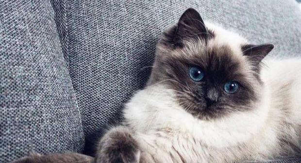 小猫脱肛什么样【小猫脱肛正常吗】