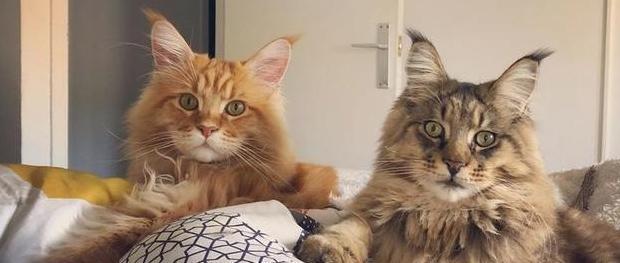 小猫脱肛什么样【小猫脱肛正常吗】