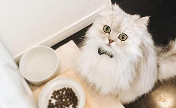 小猫脱肛什么样【小猫脱肛正常吗】