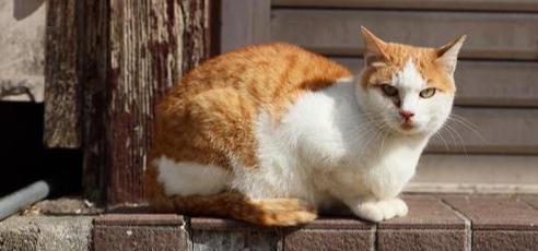 小猫脱肛什么样【小猫脱肛正常吗】