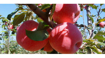 苹果什么时候成熟【苹果什么时候买最划算】