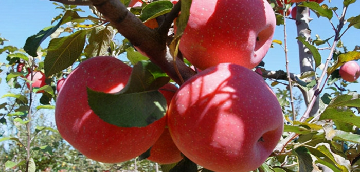 苹果什么时候成熟【苹果什么时候买最划算】