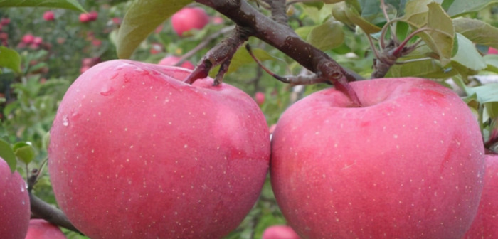 苹果什么时候成熟【苹果什么时候买最划算】