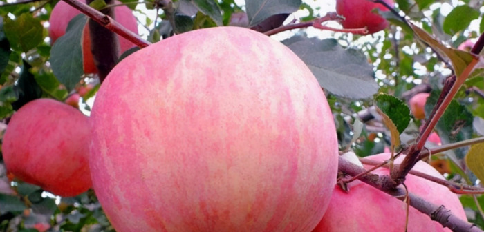 苹果什么时候成熟【苹果什么时候买最划算】