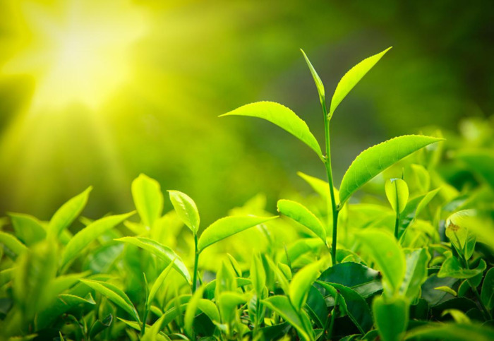 表达病愈的诗【祝愿病愈的诗句】