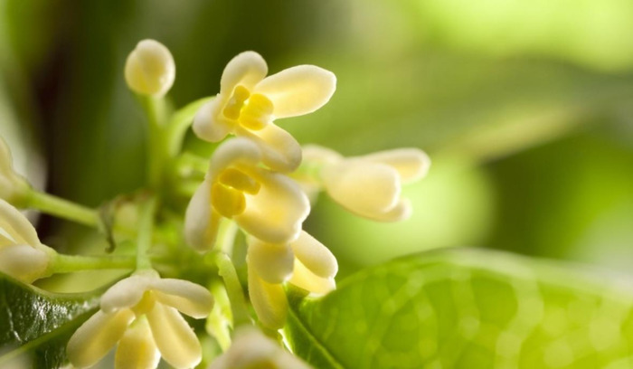 表达病愈的诗【祝愿病愈的诗句】