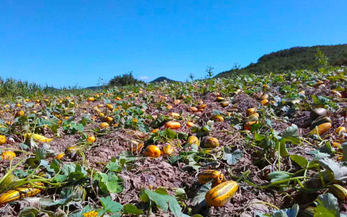咋咋呼呼拼音和意思【咋咋呼呼拼音字母】