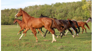 玉龙马业种公马图片【什么是公马】