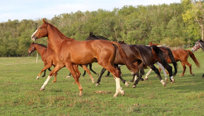 玉龙马业种公马图片【什么是公马】