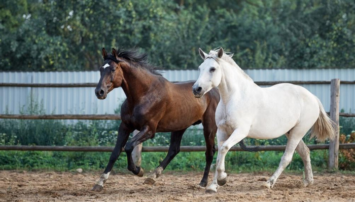 玉龙马业种公马图片【什么是公马】