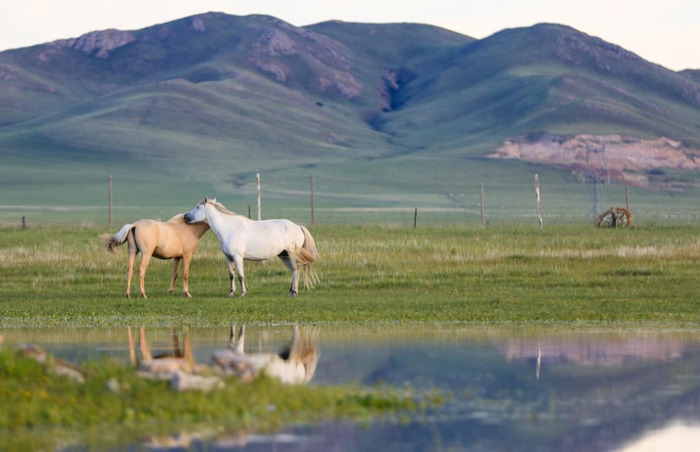 玉龙马业种公马图片【什么是公马】