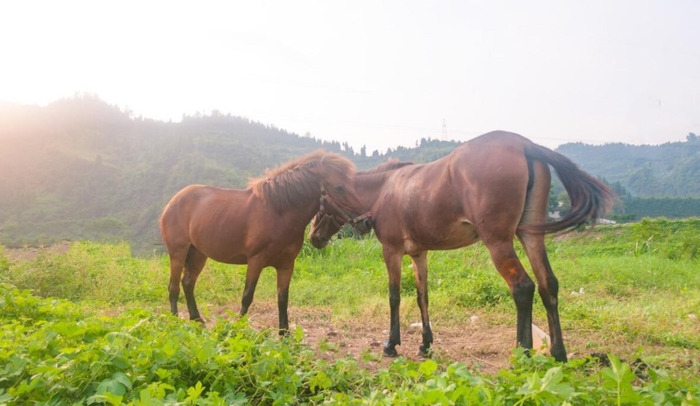 玉龙马业种公马图片【什么是公马】