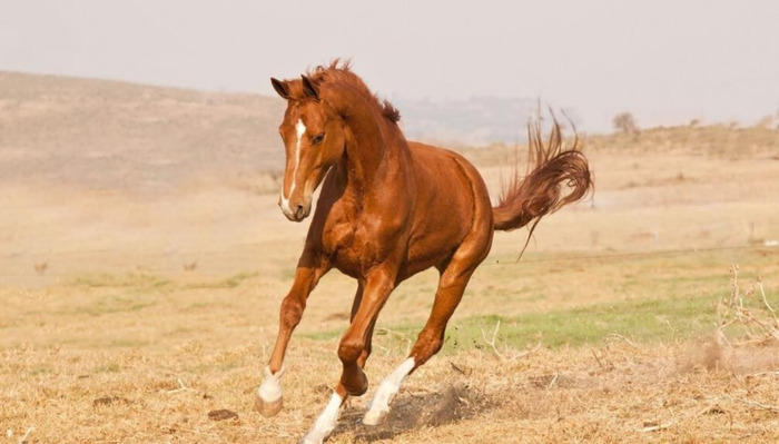 玉龙马业种公马图片【什么是公马】