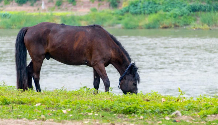 玉龙马业种公马图片【什么是公马】