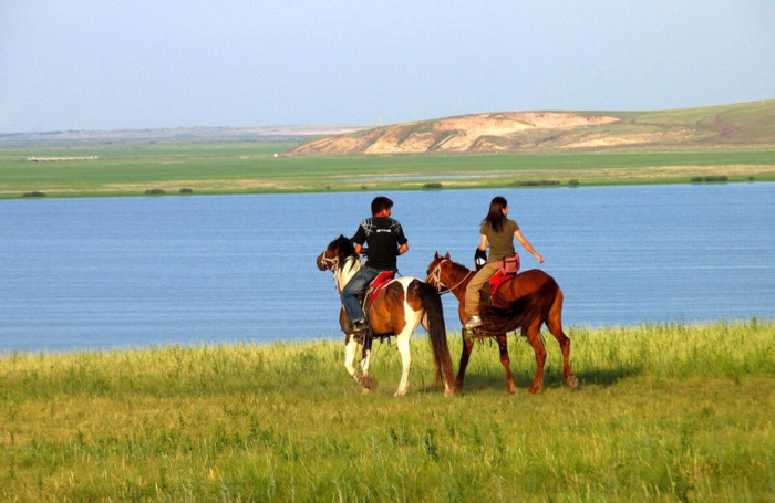 玉龙马业种公马图片【什么是公马】