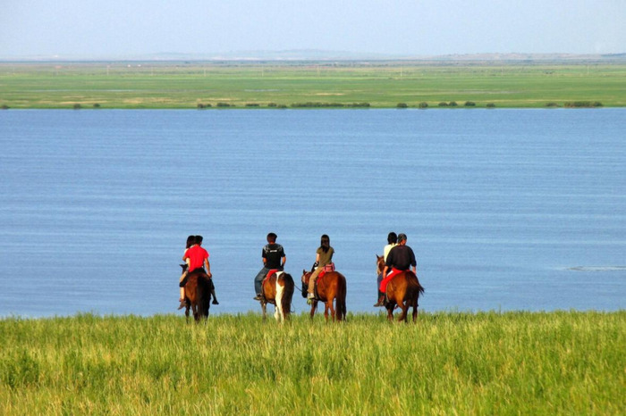 玉龙马业种公马图片【什么是公马】