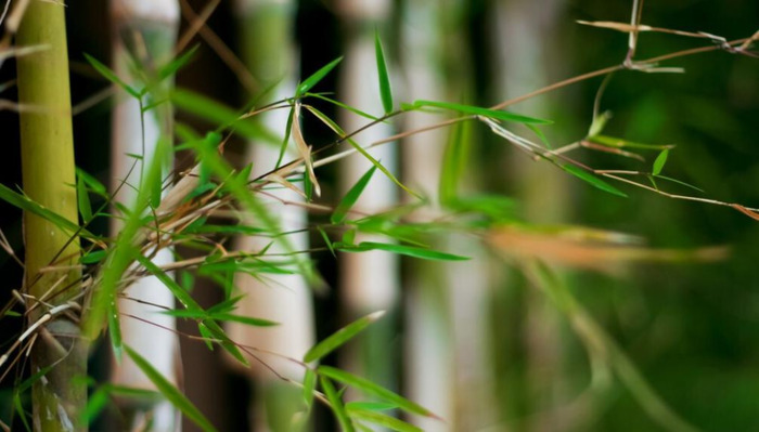 风卦代表什么【风卦详解财运】