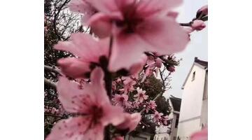 2021抗击疫情优秀作文最新版800字【2021抗击疫情优秀作文最新版美】